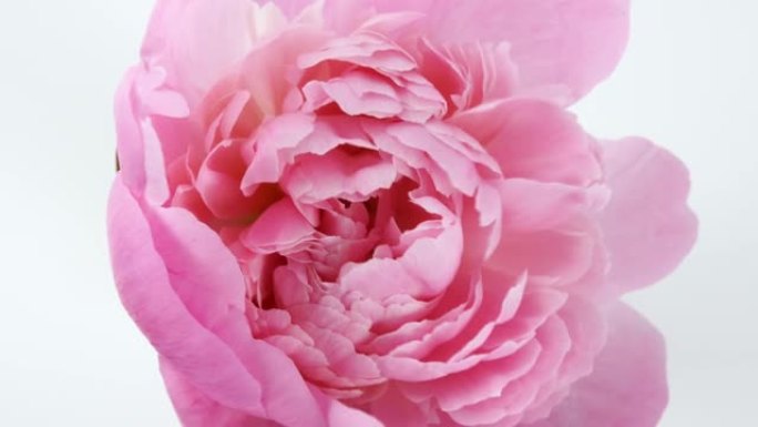 美丽的粉红色，盛开的牡丹花在白色背景上。婚礼背景，情人节概念。延时，特写延时