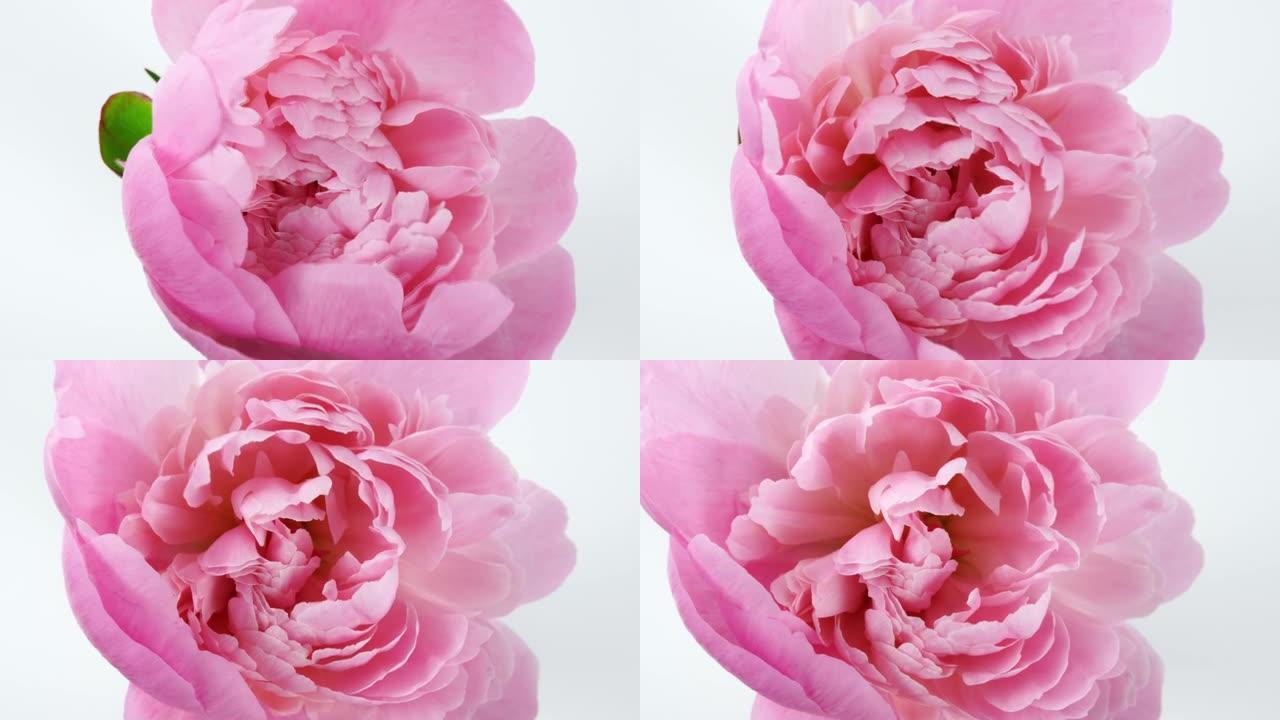 美丽的粉红色，盛开的牡丹花在白色背景上。婚礼背景，情人节概念。延时，特写延时