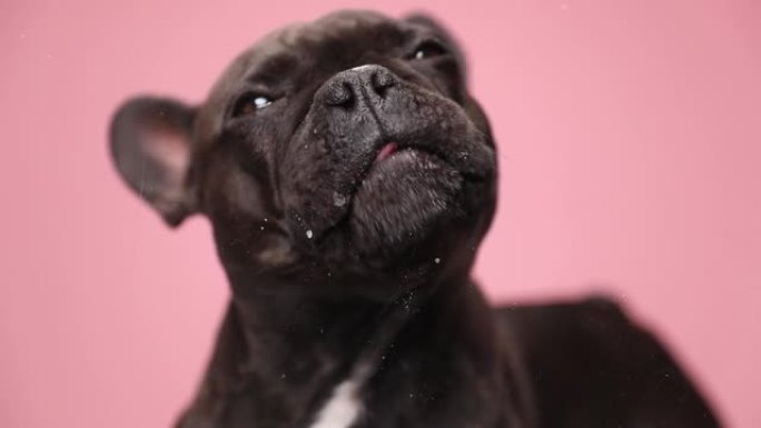 饥饿的黑恶霸狗在慢动作视频中舔透明玻璃，并在工作室中查找粉红色背景