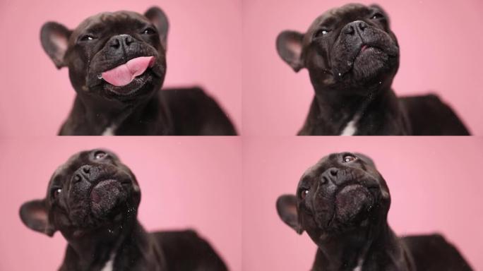 饥饿的黑恶霸狗在慢动作视频中舔透明玻璃，并在工作室中查找粉红色背景