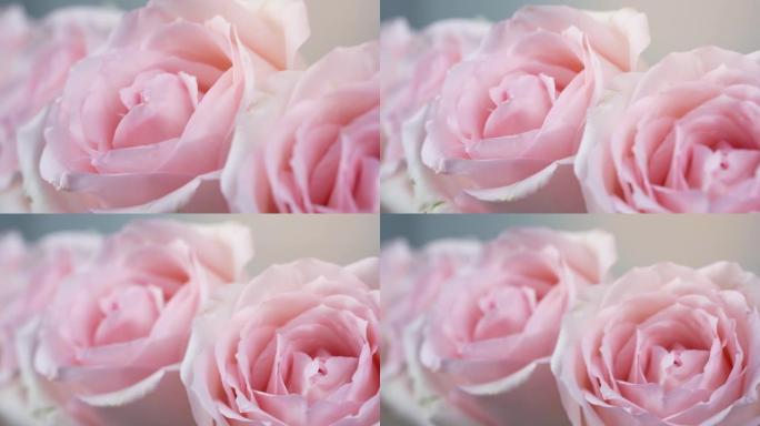 玫瑰园背景上的柔和粉色玫瑰花，特写镜头粉色玫瑰花情人节概念。