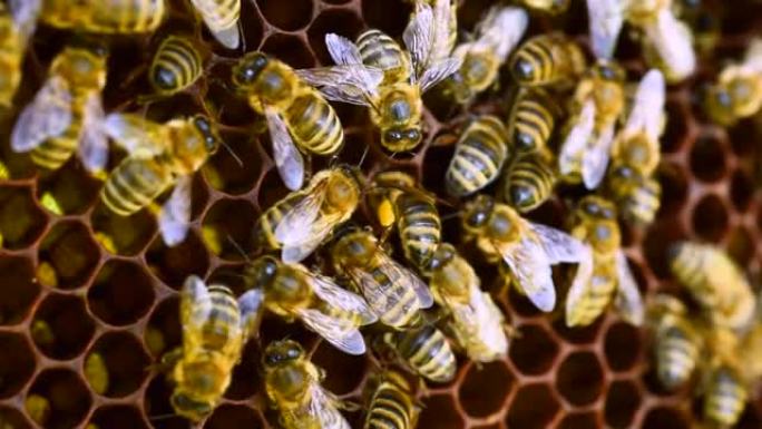 蜜蜂在六角形细胞中储存花粉