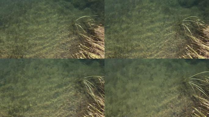 在沼泽芦苇和浅水区下降4k无人机视频