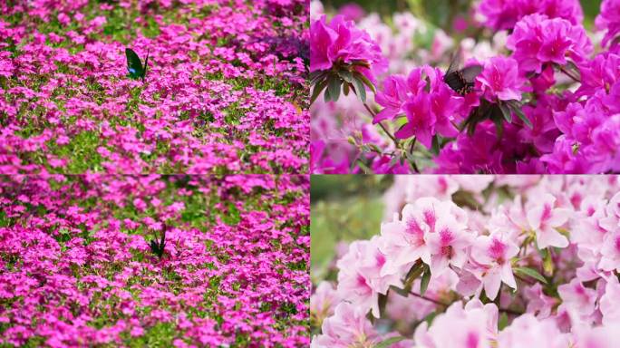 百花开放蝴蝶自来蜜蜂蝴蝶采花采蜜春天空镜