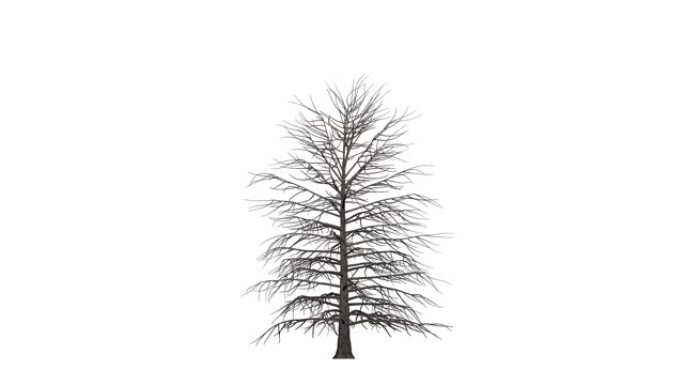 白色背景上孤立的成长中的现实树的3d渲染