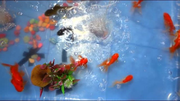 锦鲤鱼或鲤鱼在池塘里游泳。在五颜六色的鱼美容中