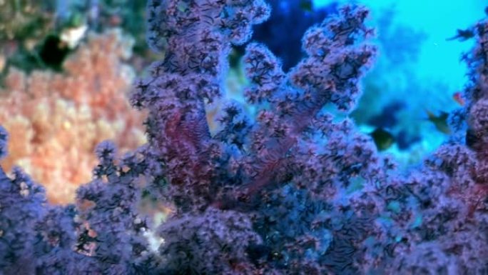 关于红海珊瑚礁的水下放松视频。