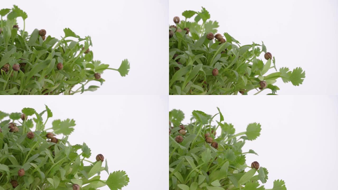 在转盘上旋转的新鲜微绿的特写镜头。孤立，在白色背景上。种植香菜。健康营养理念