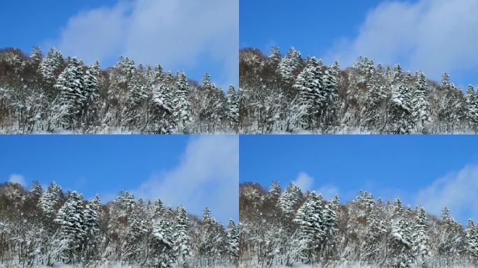 白雪皑皑的冬季森林景观背景，北海道