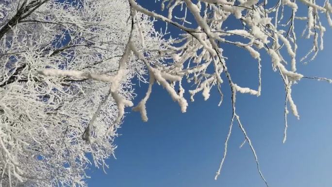 风吹雾凇抖落雪花特写镜头