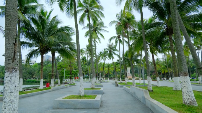 海南 椰树 椰子树 椰林