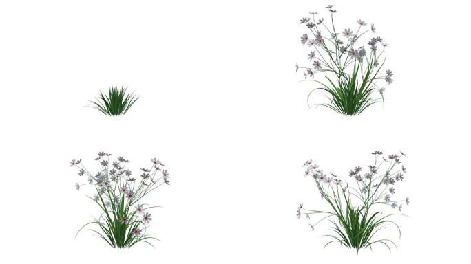 孤立在白色上生长的逼真植物的3d渲染