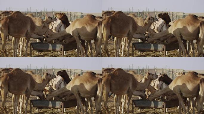 骆驼在阿布扎比进食和咀嚼