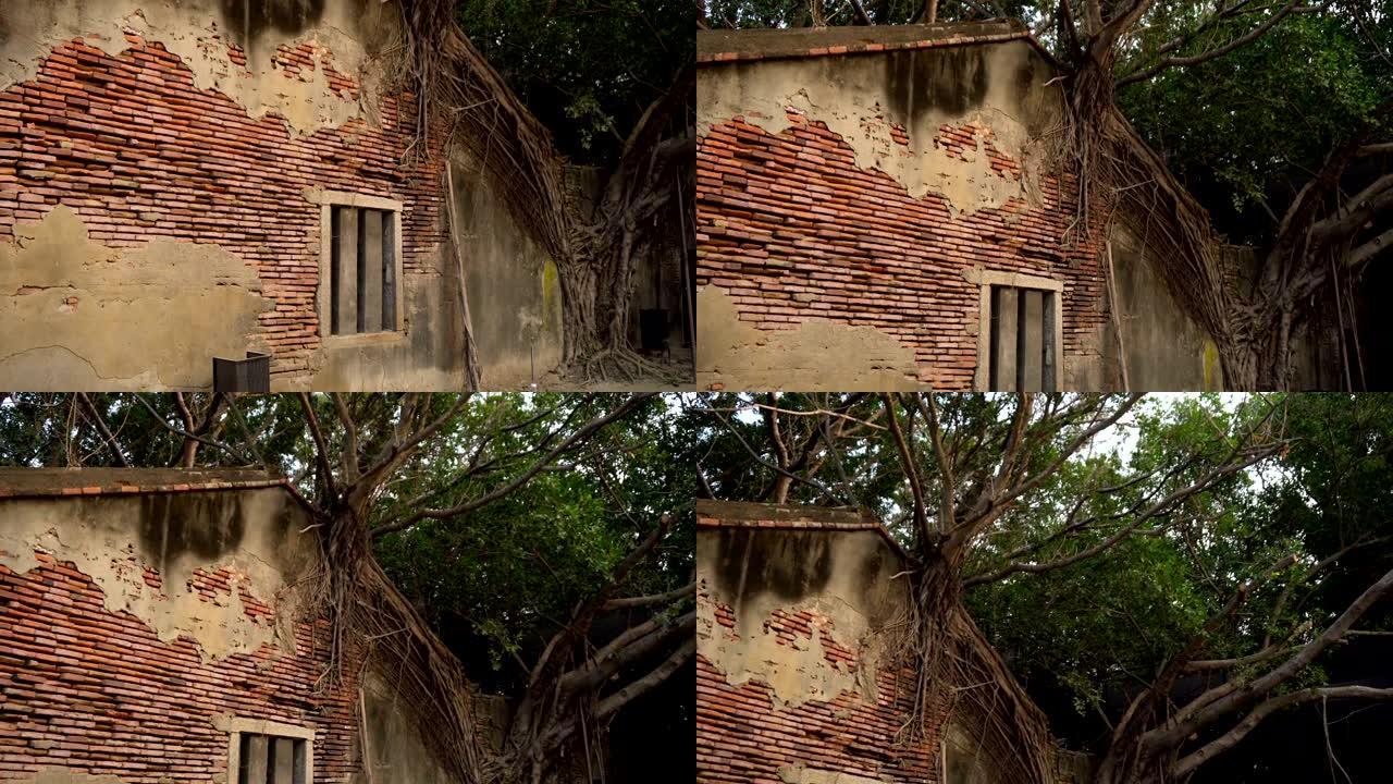 树木丛生的废弃砖房
