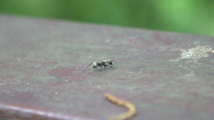 台湾森林野外行走的大黑蚂蚁的宏观慢动作