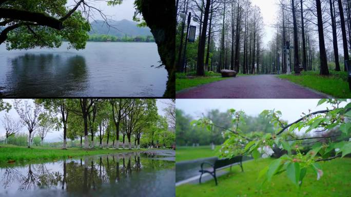 雨中的花摇曳