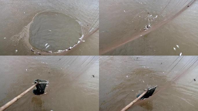 渔夫用手网取从中国渔网中捕获的鱼 (特写)