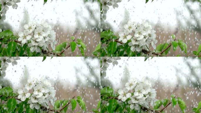 雨中有花的樱桃枝。特写。慢动作。水滴落在绿叶和白花上。特写。樱桃花春天盛开。