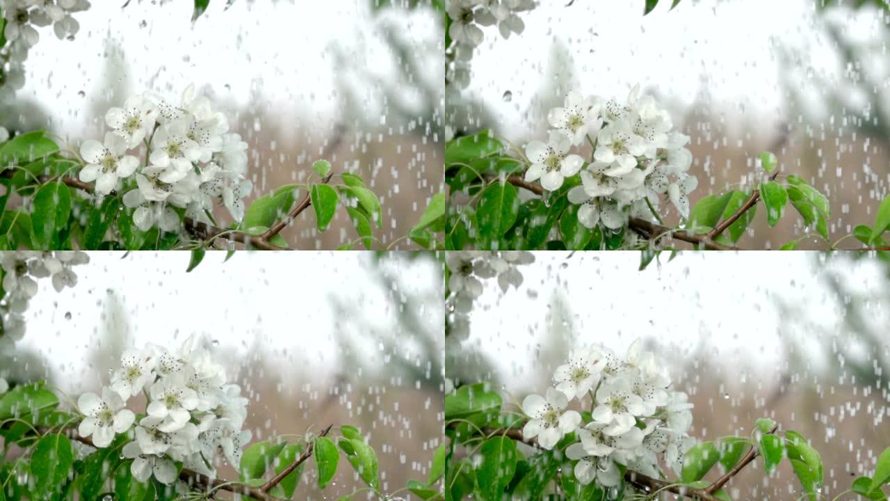 雨中有花的樱桃枝。特写。慢动作。水滴落在绿叶和白花上。特写。樱桃花春天盛开。