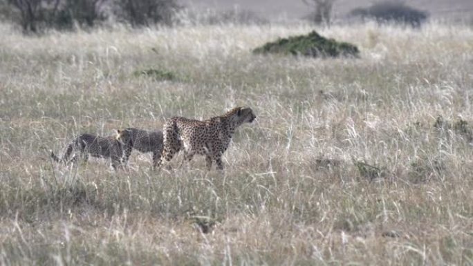 猎豹小猫的追踪镜头跟随肯尼亚马赛马拉的妈妈