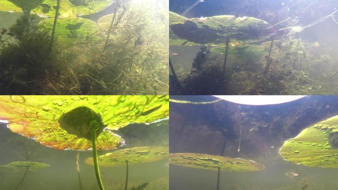 莲花 (Nelumbo nucifera)