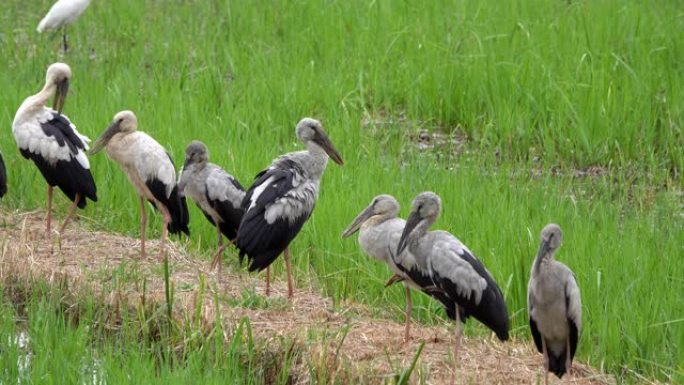 亚洲开放喙学名: 吻合术occitans持有鹳科 (Ciconiidae) 是该科的一种小型鸟类。