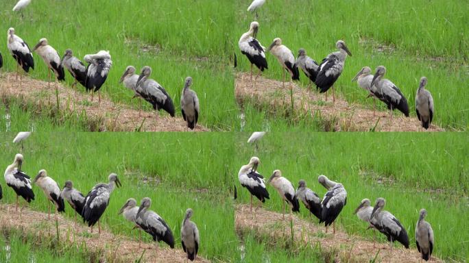 亚洲开放喙学名: 吻合术occitans持有鹳科 (Ciconiidae) 是该科的一种小型鸟类。