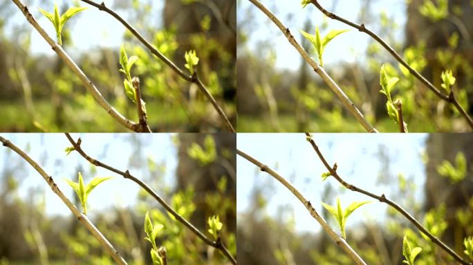 绿色的丁香叶芽在阳光明媚的春天关闭