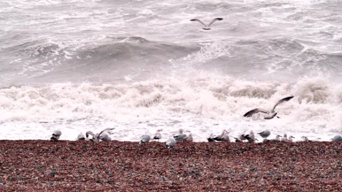 海滩上的海鸥