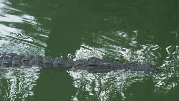 一条鳄鱼在明亮的绿色水中缓慢游动