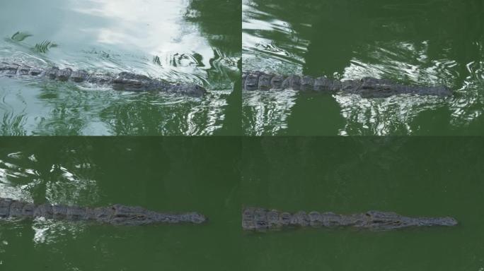 一条鳄鱼在明亮的绿色水中缓慢游动