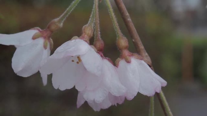 日本的樱花