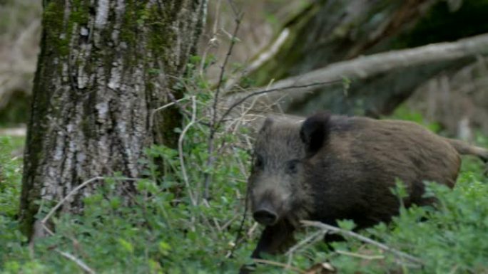在树林里奔跑的年轻野猪动物