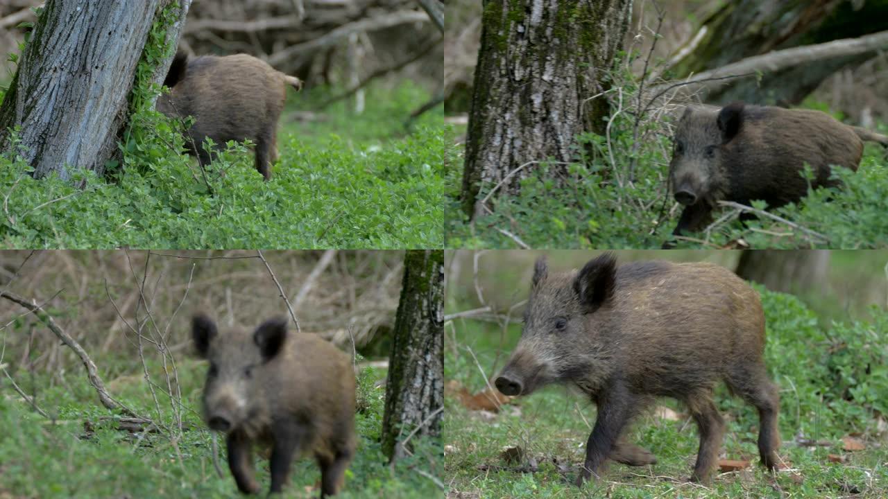 在树林里奔跑的年轻野猪动物