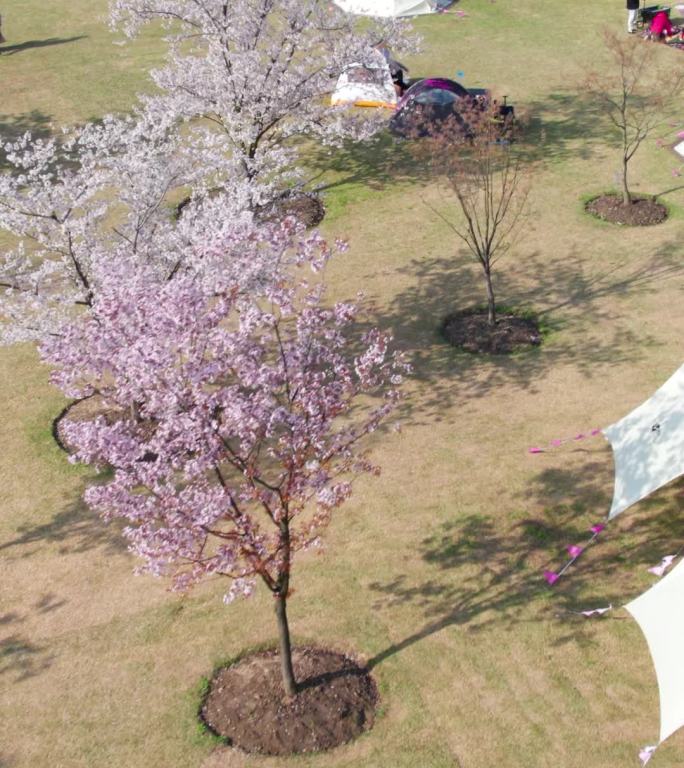 上海辰山植物园的樱花开了