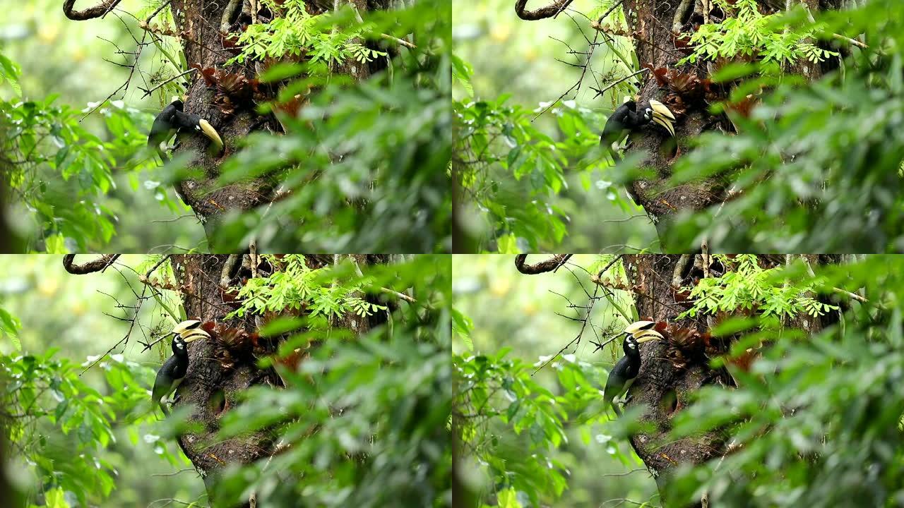大自然中的东方犀鸟，父亲喂养幼鸟，野外动物的真实场景，慢动作