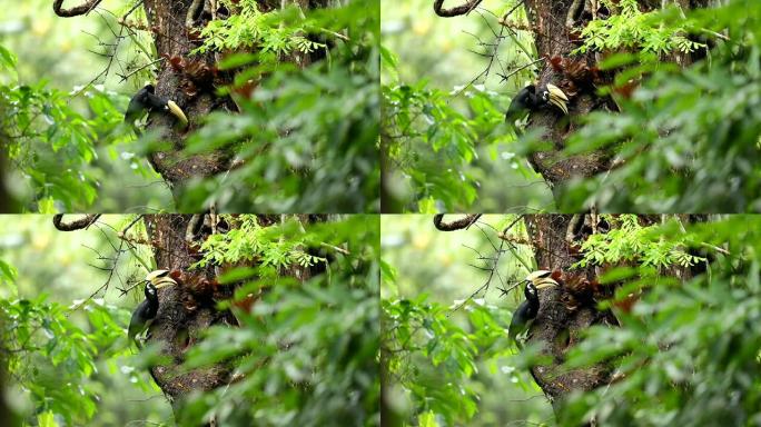 大自然中的东方犀鸟，父亲喂养幼鸟，野外动物的真实场景，慢动作