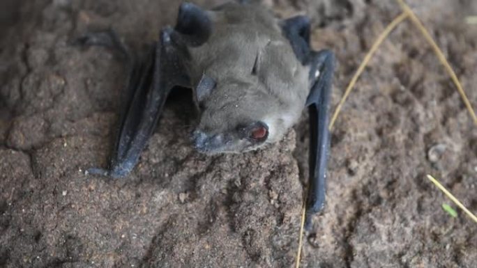 较小的亚洲黄屋蝙蝠在岩石上休息