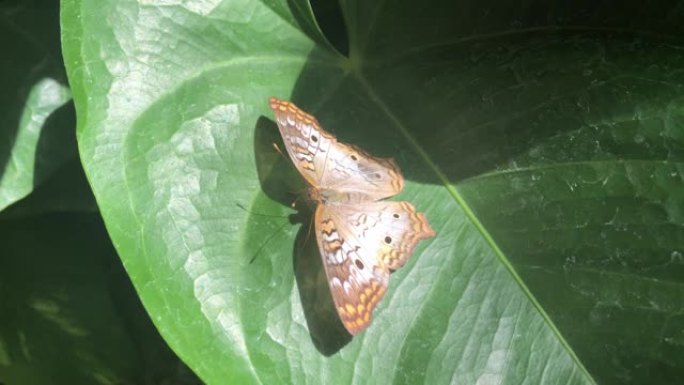 叶子上的白孔雀蝴蝶