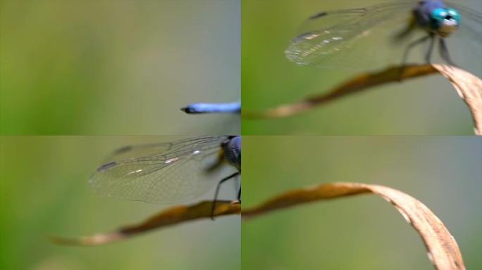 前视图慢动作宏观蓝蜻蜓飞离植物