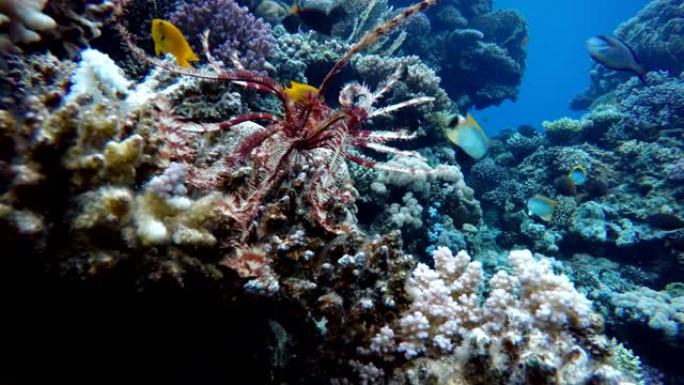 海百合，五颜六色的珊瑚和鱼。热带鱼。海洋中的水下生物。