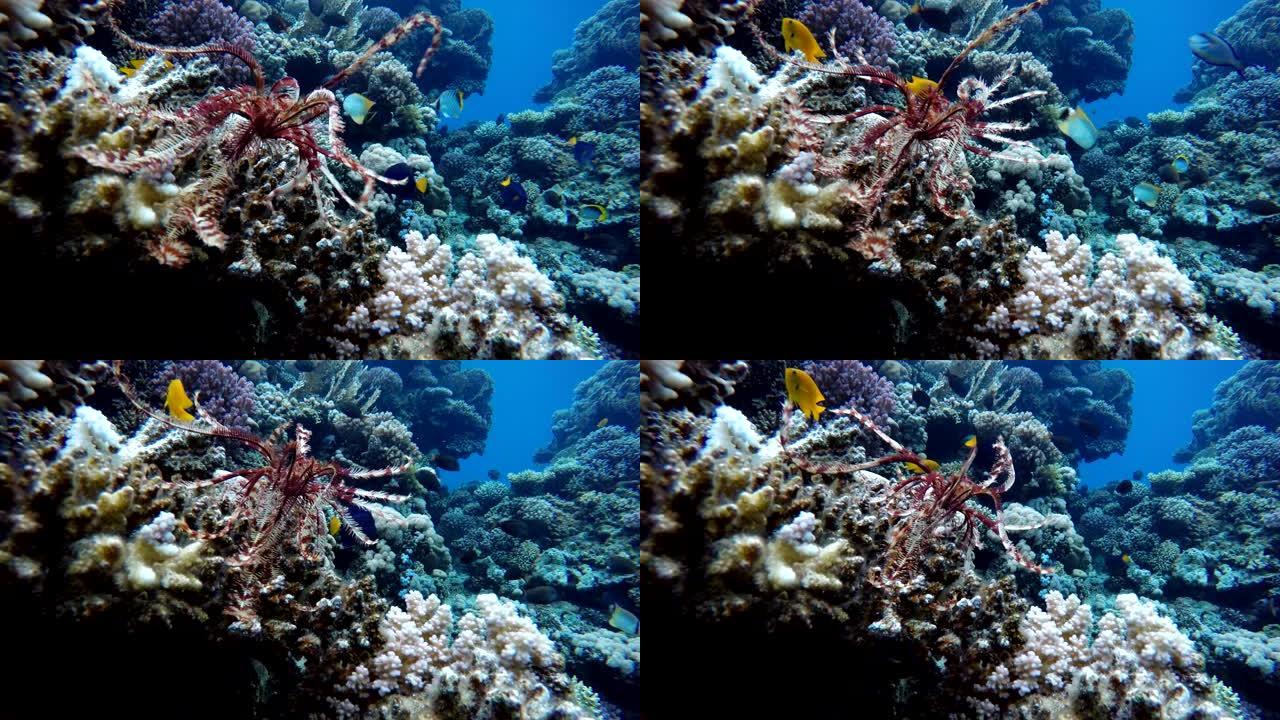 海百合，五颜六色的珊瑚和鱼。热带鱼。海洋中的水下生物。