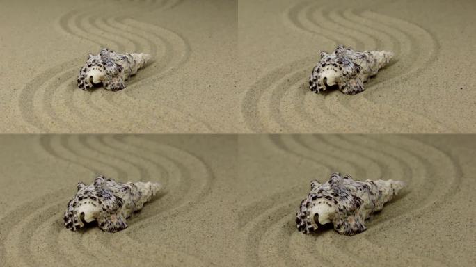 躺在沙子制成的曲线上的美丽贝壳的缩放。