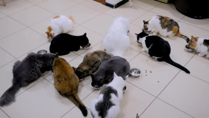 很少有猫一起吃干宠物食品