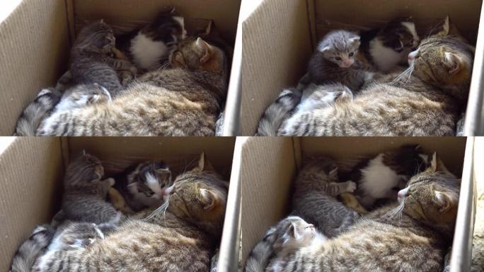猫温暖和保护小猫