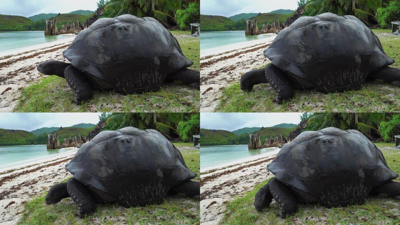 塞舌尔的巨型乌龟