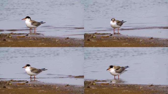 鸟类普通燕鸥 (Sterna hirundo) 穿过沙洲和浅水。