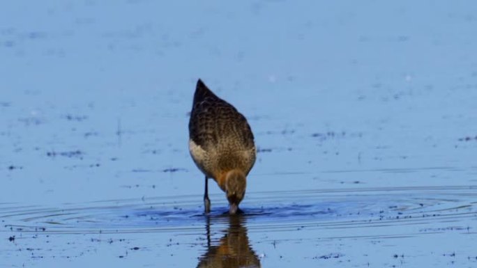 鸟-黑尾Godwit (Limosa limosa) 穿过沼泽。