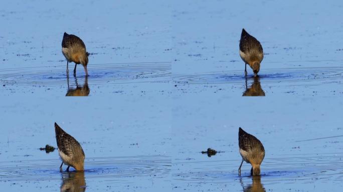 鸟-黑尾Godwit (Limosa limosa) 穿过沼泽。