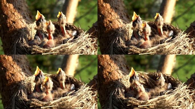 巢中新孵化的小鸡饿了，用张开的喙索要食物